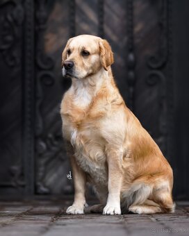 Zlatý retriever/Golden retriever šteniatka s PP - 7