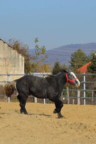 Predám percherona - žrebec - 7