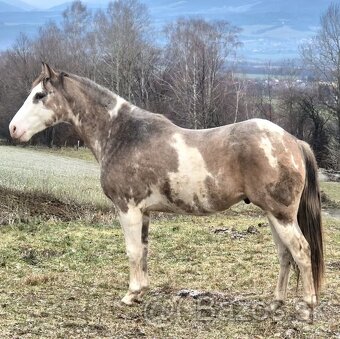 APH APHA PAINT HORSE ŽREBEC pripúšťanie - 7