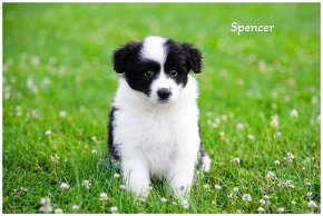 Border Collie Border Kolia s PP FCI - 7