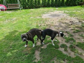 Amstaff stafford na krytie kvalita - 7