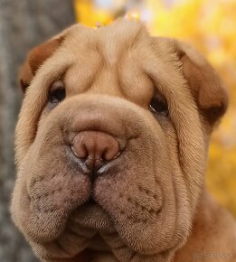 Šarpej, Sharpej, Shar-pei s PP - 7