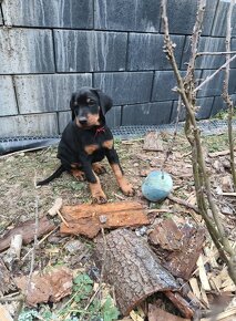 DOBERMAN štěňata s PP (CZ) - 7