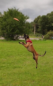 Belgický ovčiak - Malinois - 7