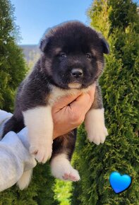 Americká akita (American akita) - 7