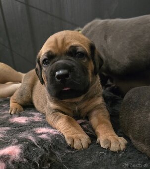 Šteniatka Cane Corso s PP - 7