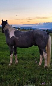 APH APHA PAINT HORSE ŽREBEC pripúšťanie - 7