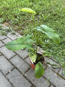 Syngonium Mottled Mojito - 7