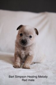 ACD Austrálsky dobytkársky pes CATTLE DOG - 7