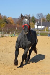 Predám žrebca - Percheron - 7