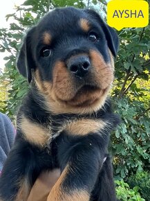 Rottweiler, rtw, Rotvajler, Rottwailer - šteniatka - 7