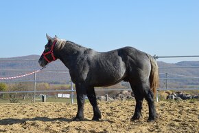 Ťažný kôň na predaj - Percheron - 7