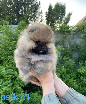 Pomeranian mini Boo - 7