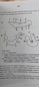 Veterinární embryologie - Horký, Mikyska - 7