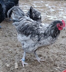 Australorp kohuty - 7