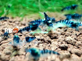 PREMIUM Caridina a Neocaridina AKVA KREVETKY - 7