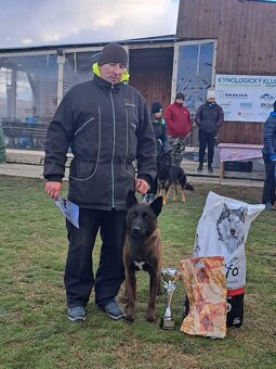 Belgický ovčiak Malinois s PP VOĽNÝ PSÍK - 7