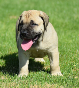 BOERBOEL BALLOTADA -búrský buldok - jihoafrický boerboel - 7