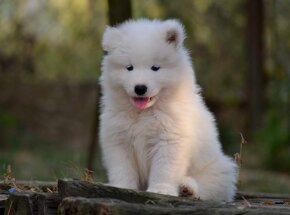 Samojed s PP LA TORRE ROJA - 7