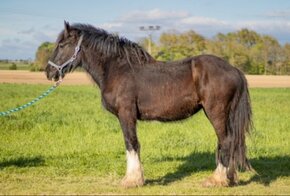 Shire horse klisna - 7