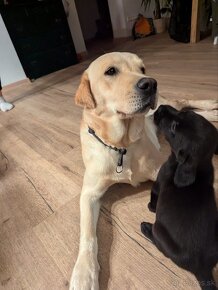 Labrador retriever steniatko - 7