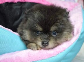 Pomeranian fenka s PP Blue and Tan - 7