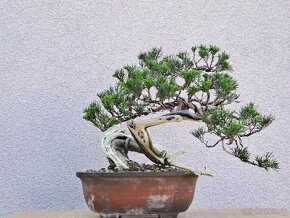 Bonsai / bonsaj - rozne, foto v prilohe, ponuka v texte - 7