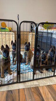 Belgický ovčák Malinois - 7