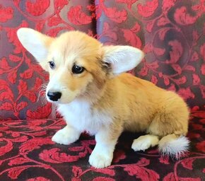 Welsh Corgi Pembroke - 7