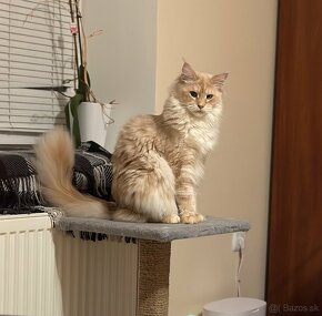 Maine Coon s PP - 7