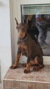 DOBERMAN ŠTENIATKA S FCI P.P - 7