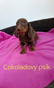 Jazvečík trpaslici cokoladovy, izabela merle, modry - 7