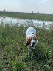 Basset Hound Bicolor - 7