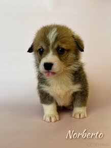 Welsh corgi pembroke. - 7