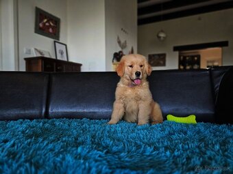 GOLDEN RETRIEVER-zlaty retrivr, zlaty retriever , american G - 7