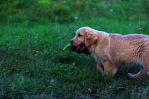 GOLDEN RETRIEVER-zlaty retrivr, zlaty retriever , american G - 7