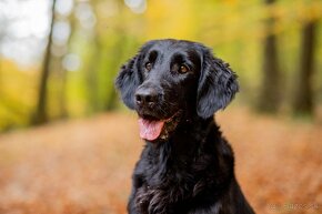 Flat coated retriever - 7