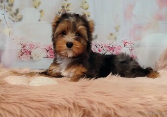 Yorkshire terrier, Yorkshire,York s PP - 7