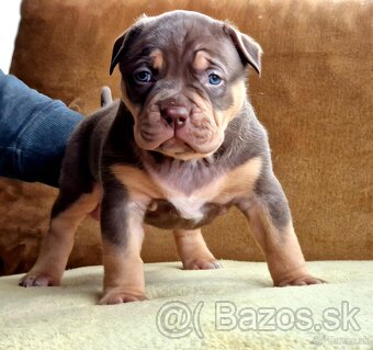 American bully xl - 7