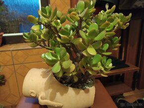 ♦♦ BONSAI -fikus ♦♦.... - 7