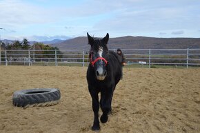 Predám ťažnú kobylu - percheron - 7