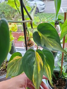 Philodendron ťahavý - 7