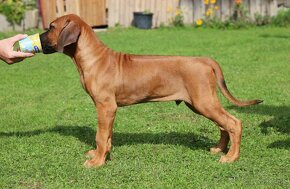 CHS Malumiwanga Rhodesian Ridgeback - 7