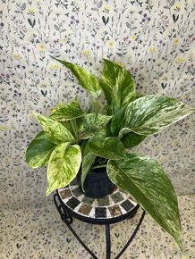 Epipremnum Marble QUEEN - 7