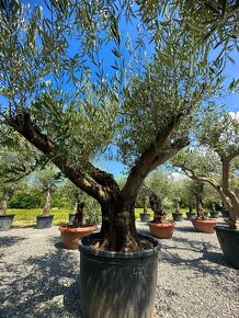 Olivovník európsky (Olea europaea) - 7