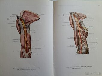 Anatómia človeka. - 7