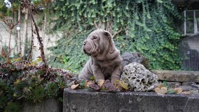 šarpej sharpei - 7