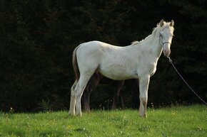 Fewspot Appaloosa colt - 8