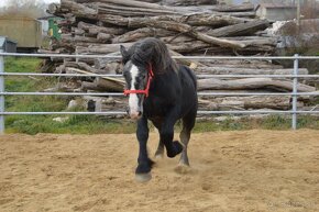 Predám valacha - Percheron - 8