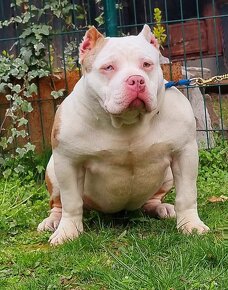 American bully pocket - 8